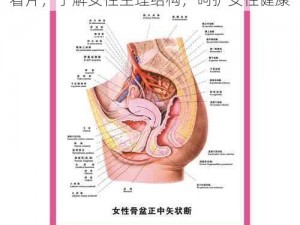 女性生理健康用品 14MAY18XXXXXL 看片，了解女性生理结构，呵护女性健康