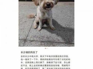 为什么一人一狗对峙了三个小时？