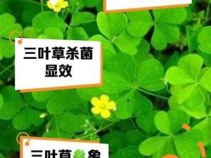 三叶草 3757 是什么？有什么作用？如何正确使用？