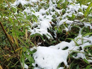 视频中展现了村长与小雪之间的激情互动，带来极致的视觉体验