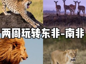 大沢佑香非洲之旅：体验原始与自然的完美结合