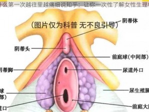 为什么第一次越往里越痛细说知乎：让你一次性了解女性生理构造