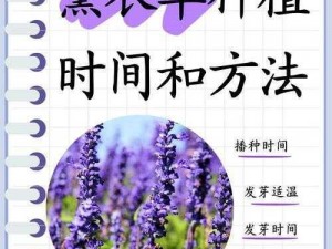 为什么薰衣草研究所的最新研究成果能解决你的痛点？