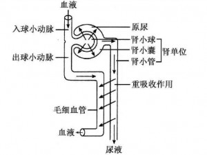 WRITE AS 尿液-WRITE AS 尿液：当尿液成为一种艺术表达