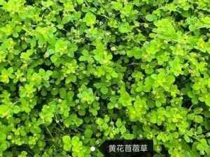 野草乱码一二三四怎么区分？