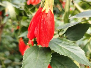 吃花核心流水喝—吃花核心流水喝，你敢尝试吗？