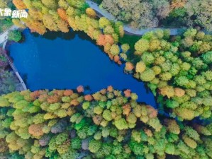 秋日森林神秘生物刷新时间的探索之旅：揭秘未知生物出没规律