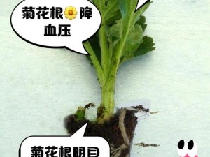 棉签为什么-如何-怎样一根一根放在菊花里？菊花不适宜用棉签，可能会引起感染，应避免这种行为