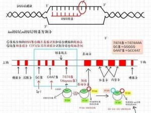 RNA 与 DNA 配对时，为什么会形成三螺旋结构？有哪些方法可以促进或抑制这种配对？