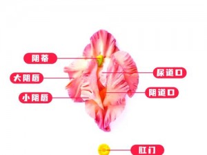 新手怎么自己扣小花园—新手必看自己扣小花园的正确方法