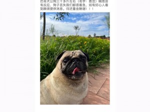 为什么中国 zoom 人狗 app 如此受欢迎？如何使用中国 zoom 人狗 app？