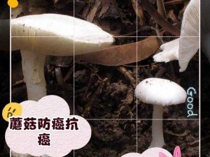 蘑菇视频 mogula 有什么用？如何使用蘑菇视频 mogula？