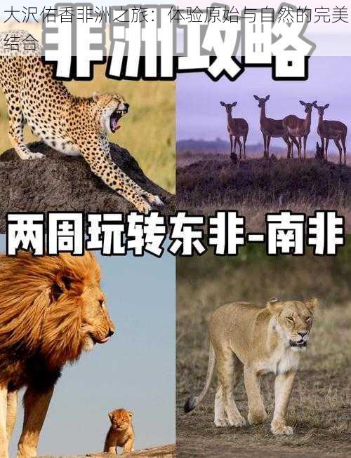 大沢佑香非洲之旅：体验原始与自然的完美结合