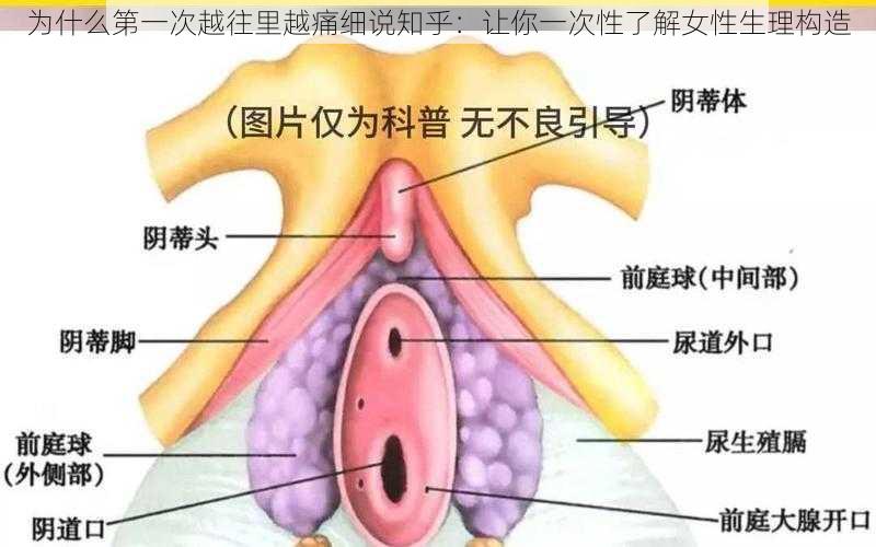 为什么第一次越往里越痛细说知乎：让你一次性了解女性生理构造