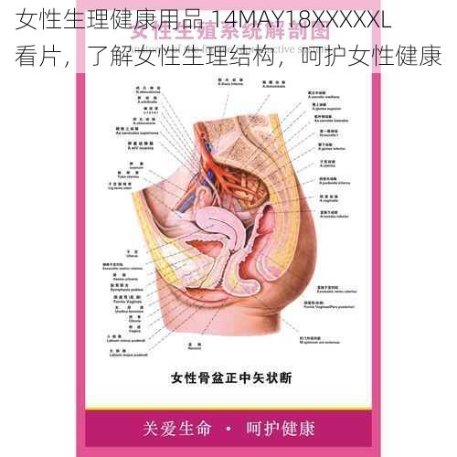 女性生理健康用品 14MAY18XXXXXL 看片，了解女性生理结构，呵护女性健康