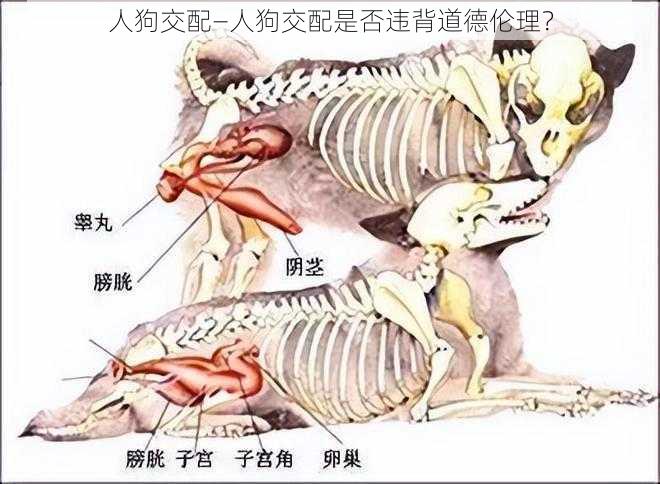 人狗交配—人狗交配是否违背道德伦理？