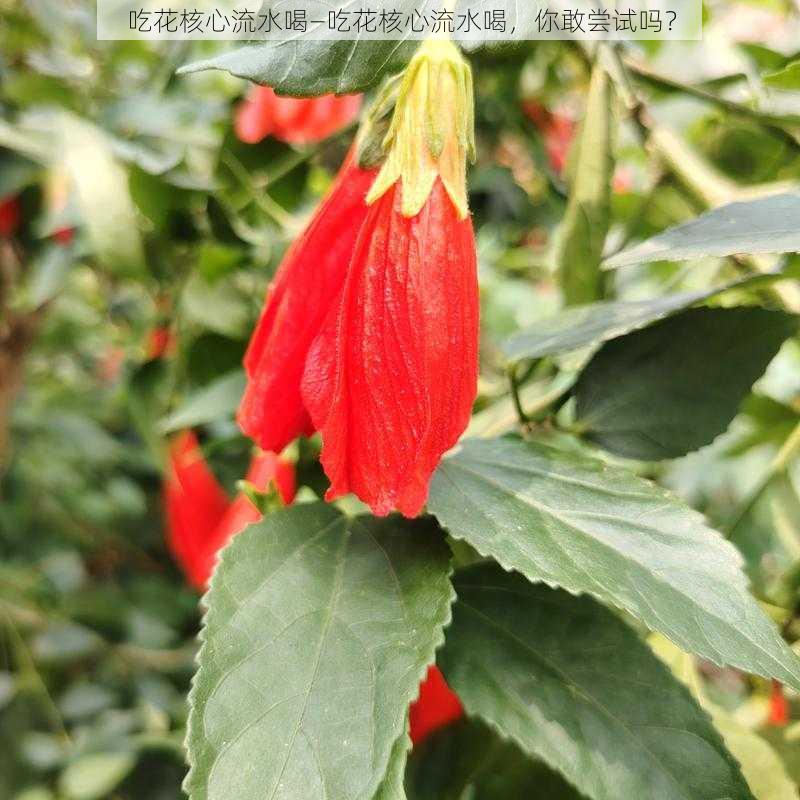 吃花核心流水喝—吃花核心流水喝，你敢尝试吗？