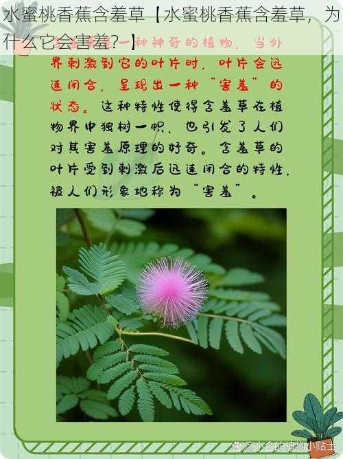 水蜜桃香蕉含羞草【水蜜桃香蕉含羞草，为什么它会害羞？】