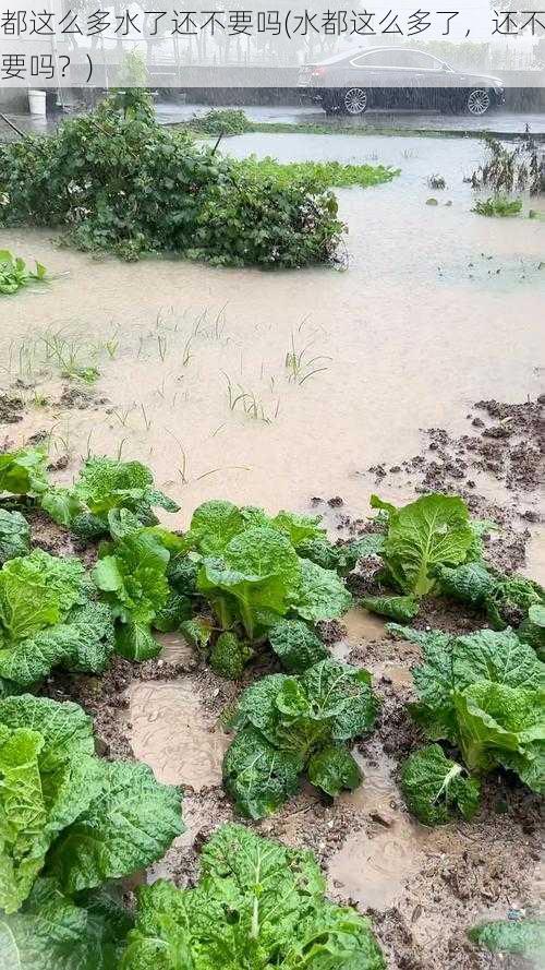 都这么多水了还不要吗(水都这么多了，还不要吗？)