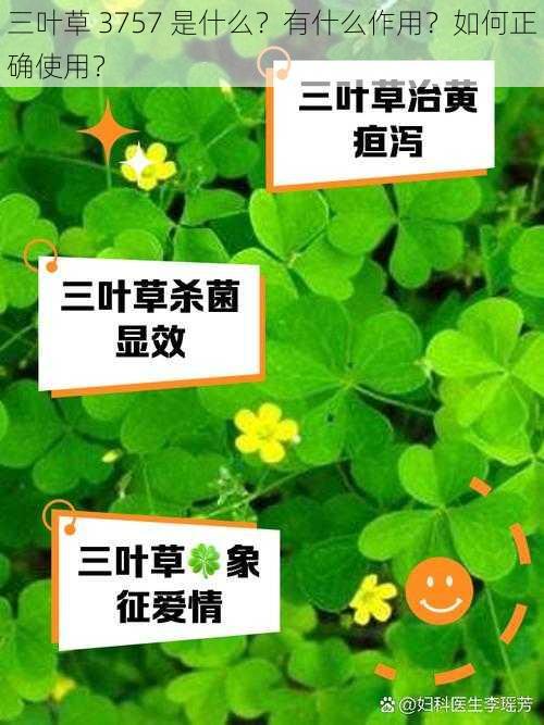 三叶草 3757 是什么？有什么作用？如何正确使用？