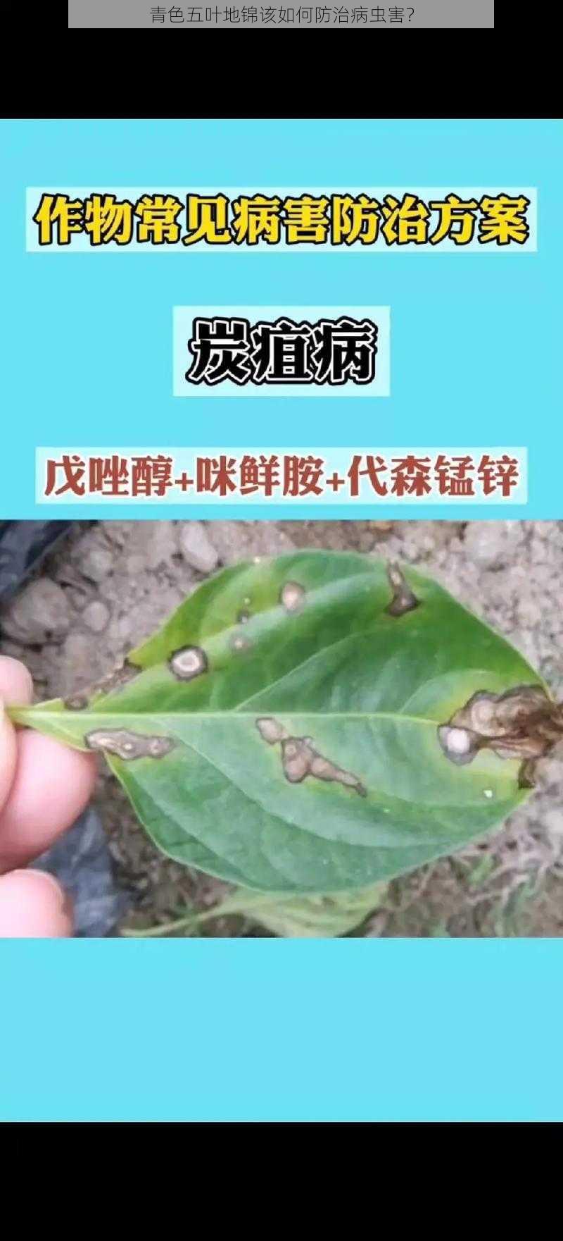 青色五叶地锦该如何防治病虫害？