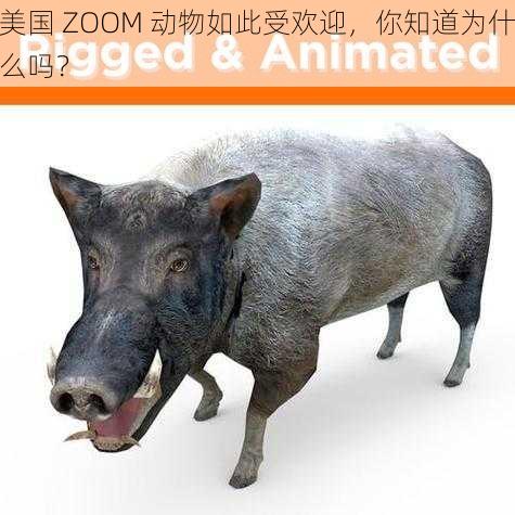 美国 ZOOM 动物如此受欢迎，你知道为什么吗？