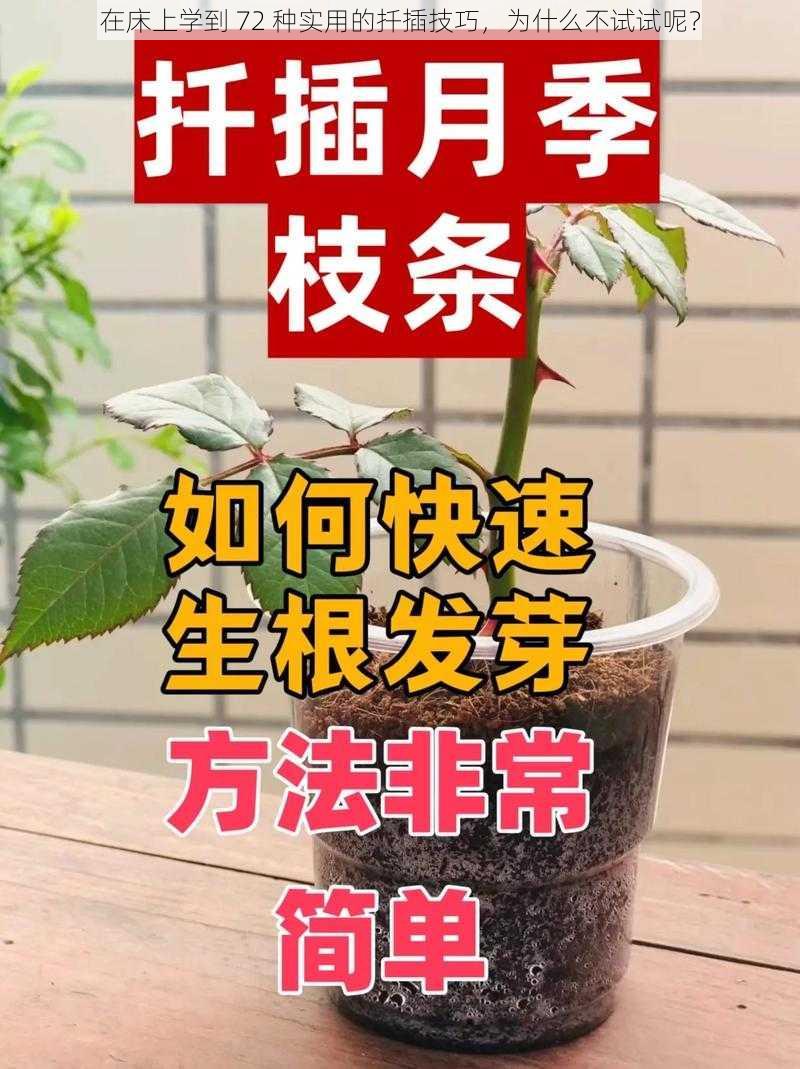 在床上学到 72 种实用的扦插技巧，为什么不试试呢？