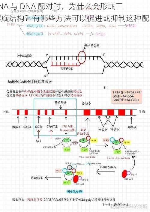 RNA 与 DNA 配对时，为什么会形成三螺旋结构？有哪些方法可以促进或抑制这种配对？