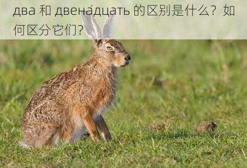 два 和 двена́дцать 的区别是什么？如何区分它们？