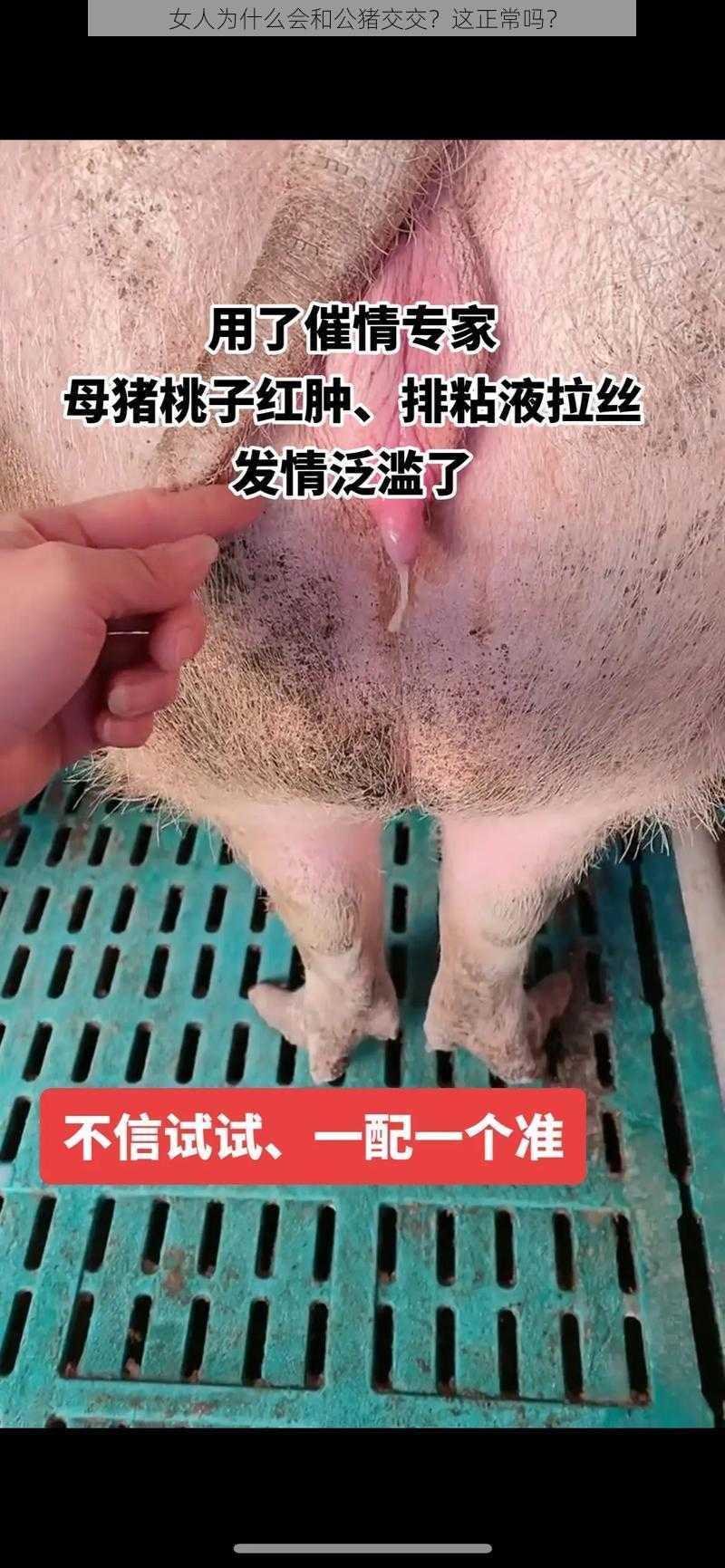 女人为什么会和公猪交交？这正常吗？